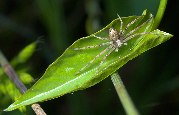 Philodromus in posa.